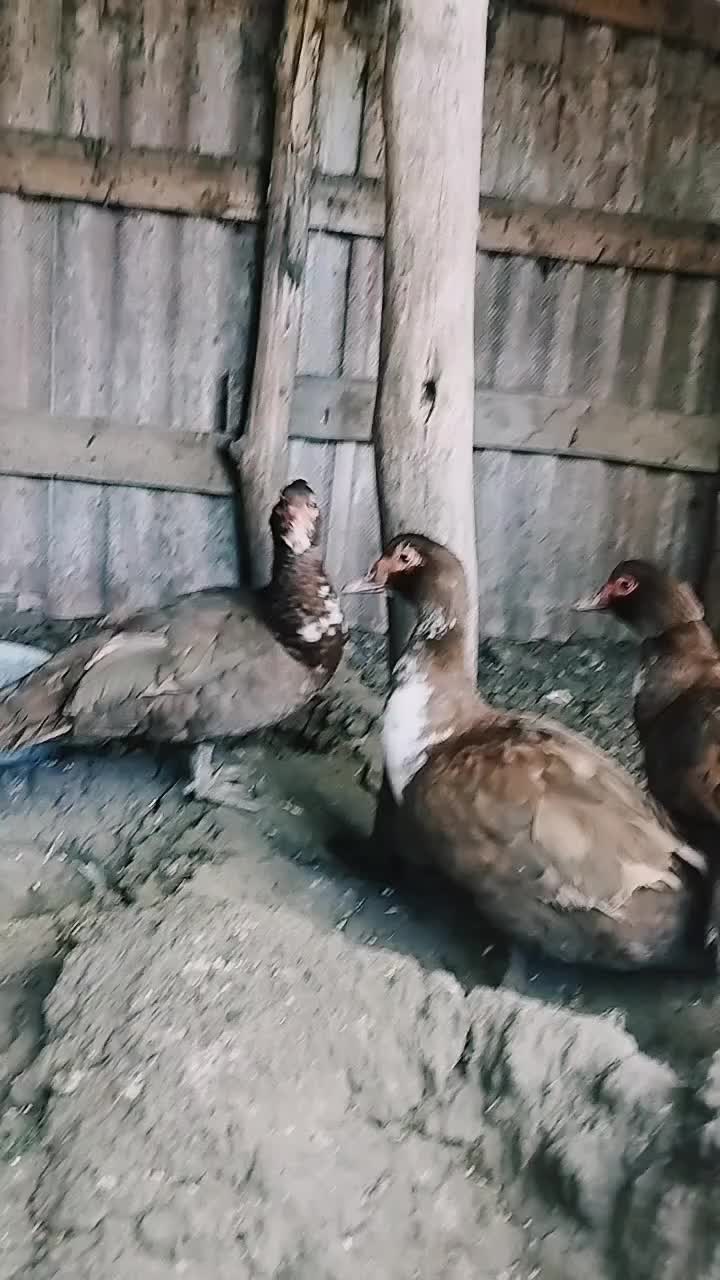 @🦃инда утки🦆