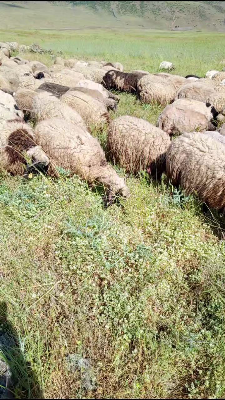 @Kasım