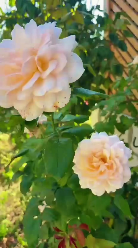@ANASTASIA ❤️M❤️❤️