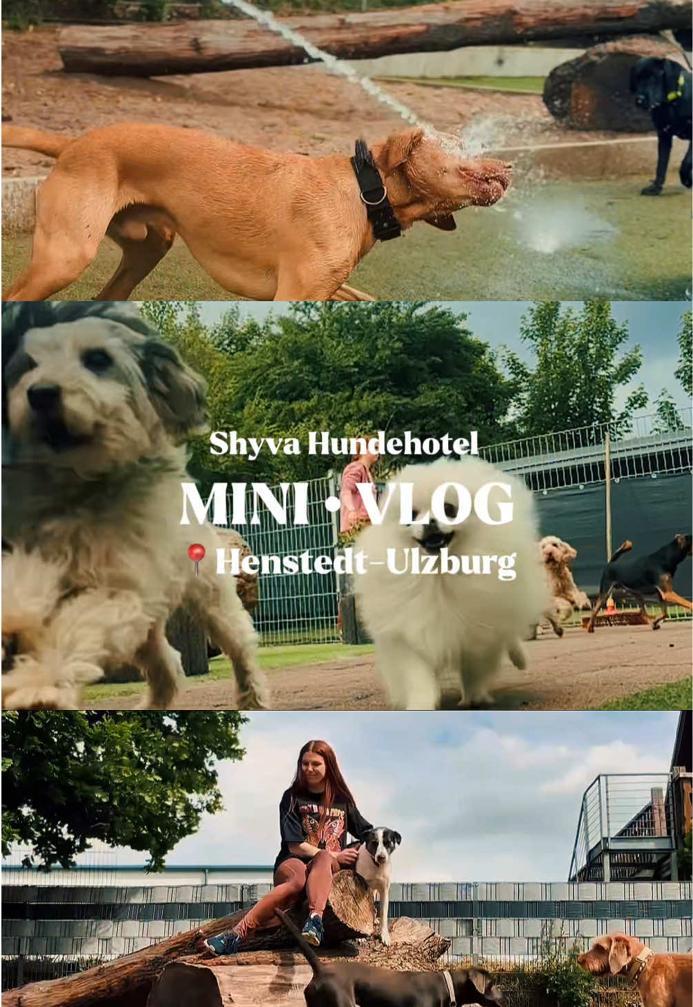 @Shyva Hundezentrum