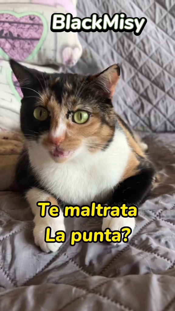 @BlackMisy