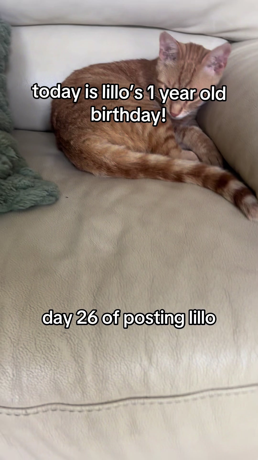 @lillo🐱🐈🐾