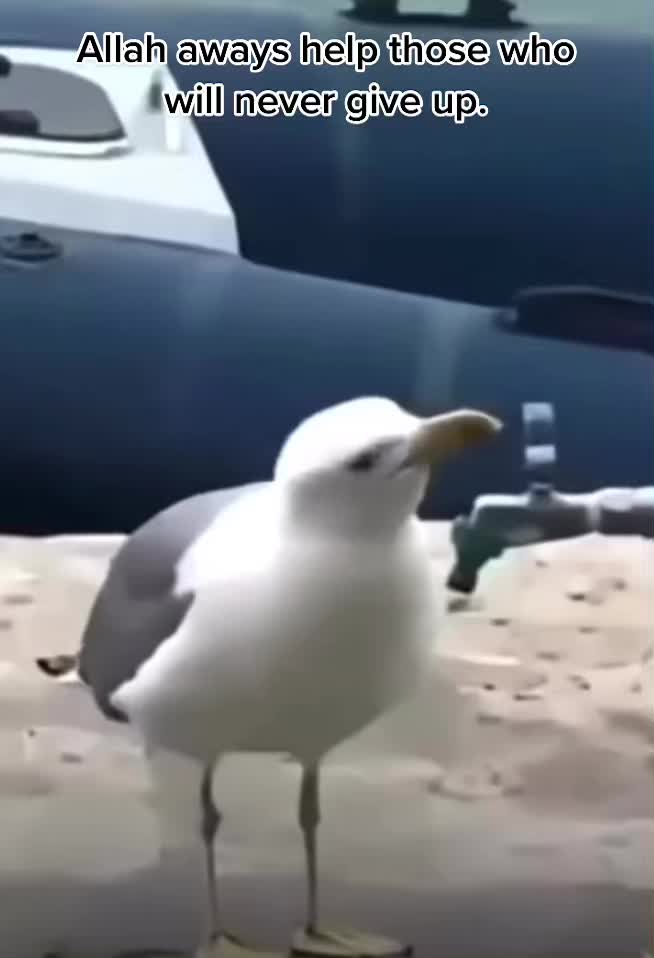 @✨ℍ𝕒𝕝𝕖𝕖𝕞𝕒 𝕂𝕙𝕒𝕟✨