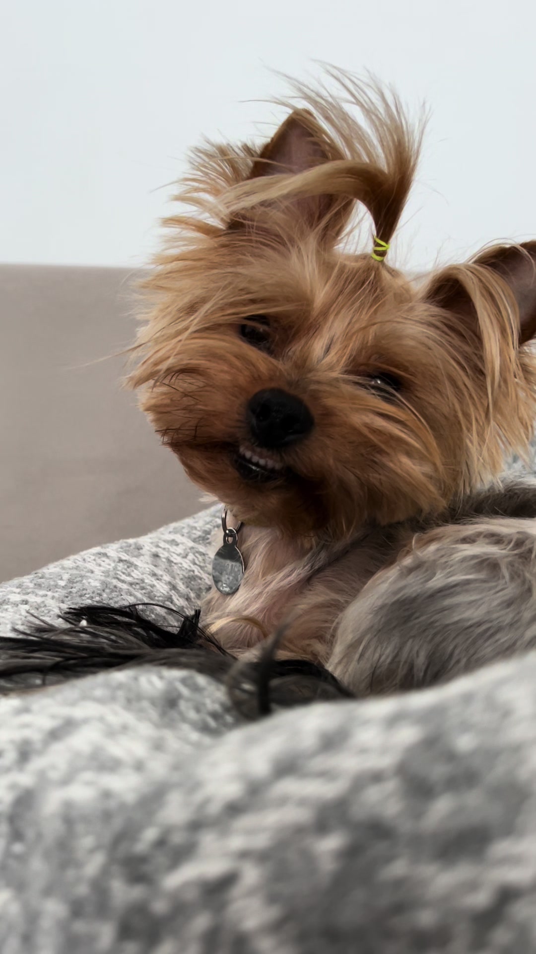 @Chicago & Tokyo | The Yorkies