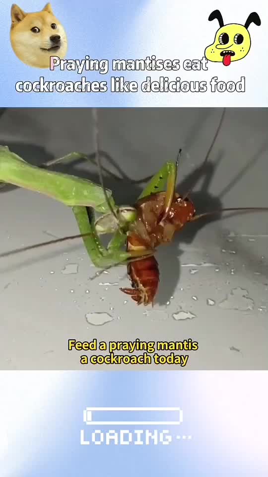 @InsectFlix