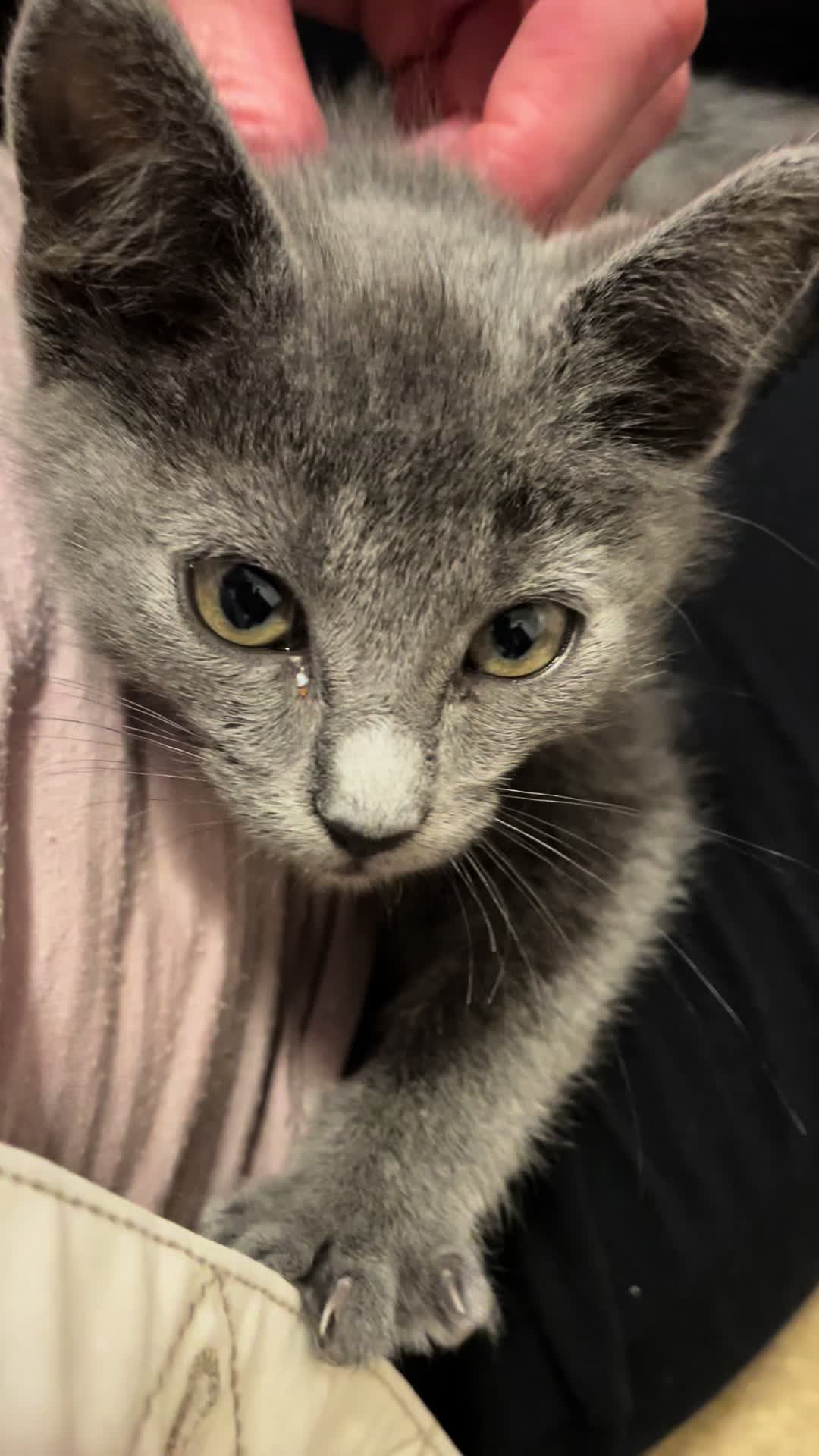 @motel cats