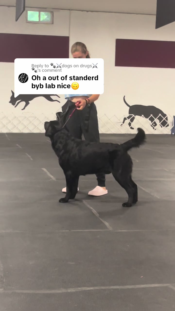 @Sav 🐕&zwj;🦺📚