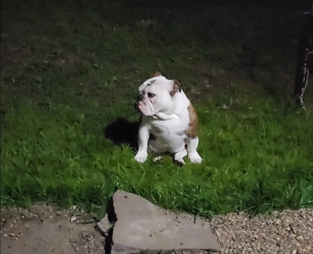 @BulldogTopiaInTexas💙💙💙💙💙