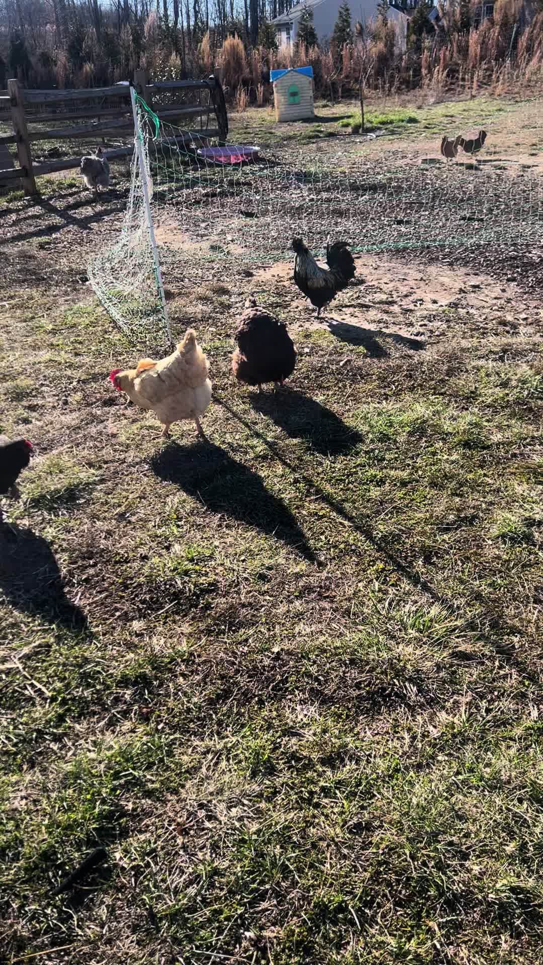 @TheDaydreamHomestead