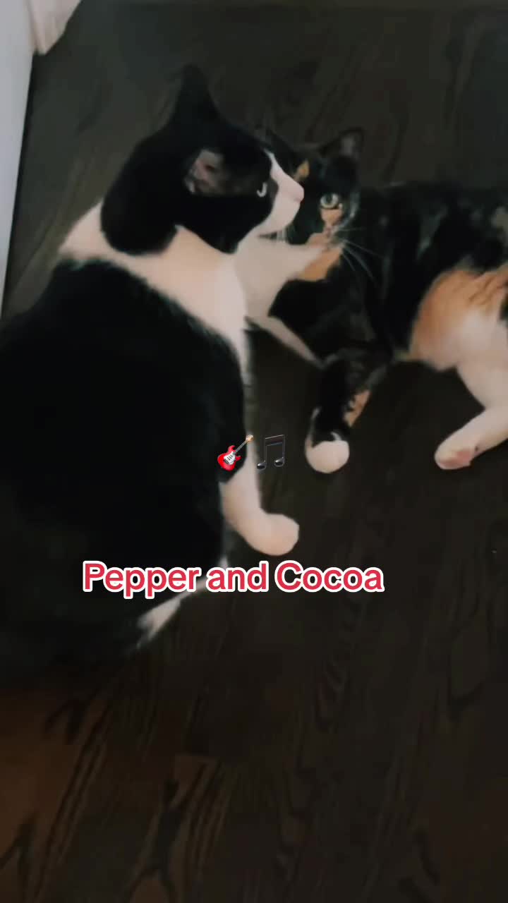 @Pepper and Cece … and Cocoa!!