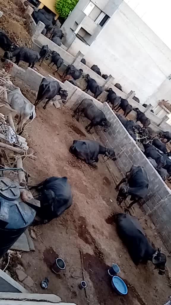 @Mr. Maldhari 9907