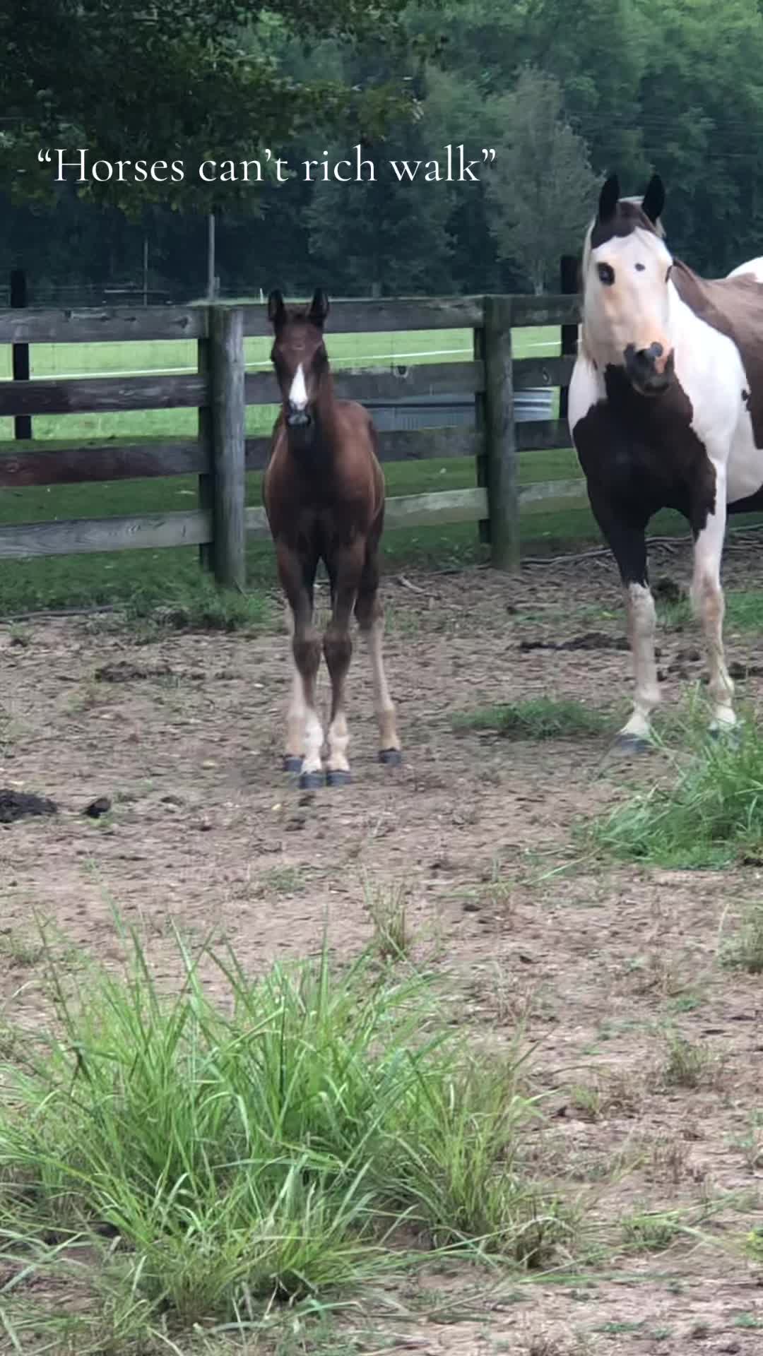 @ThePaintedAcresRanch