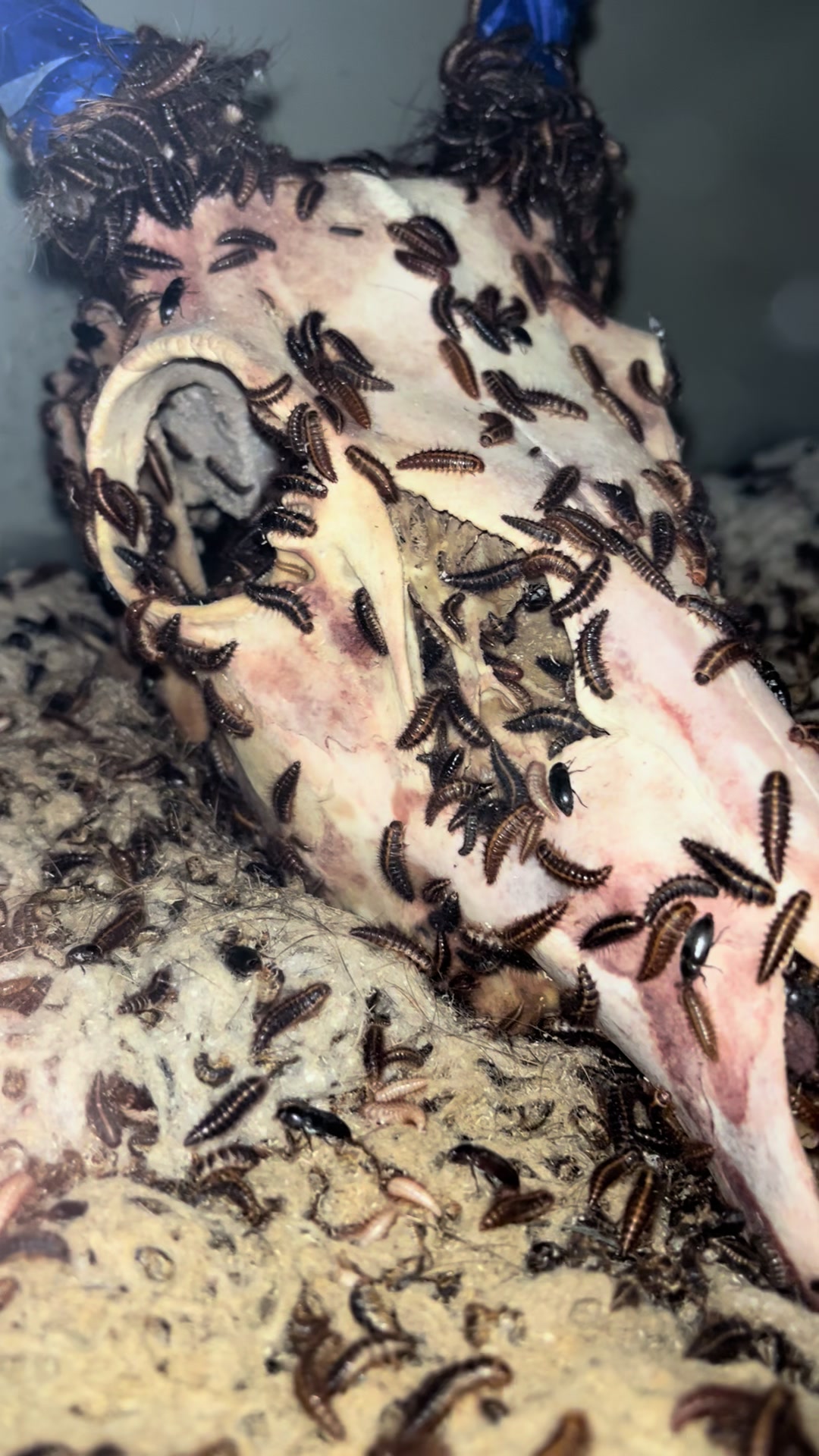 @tooflysoddities