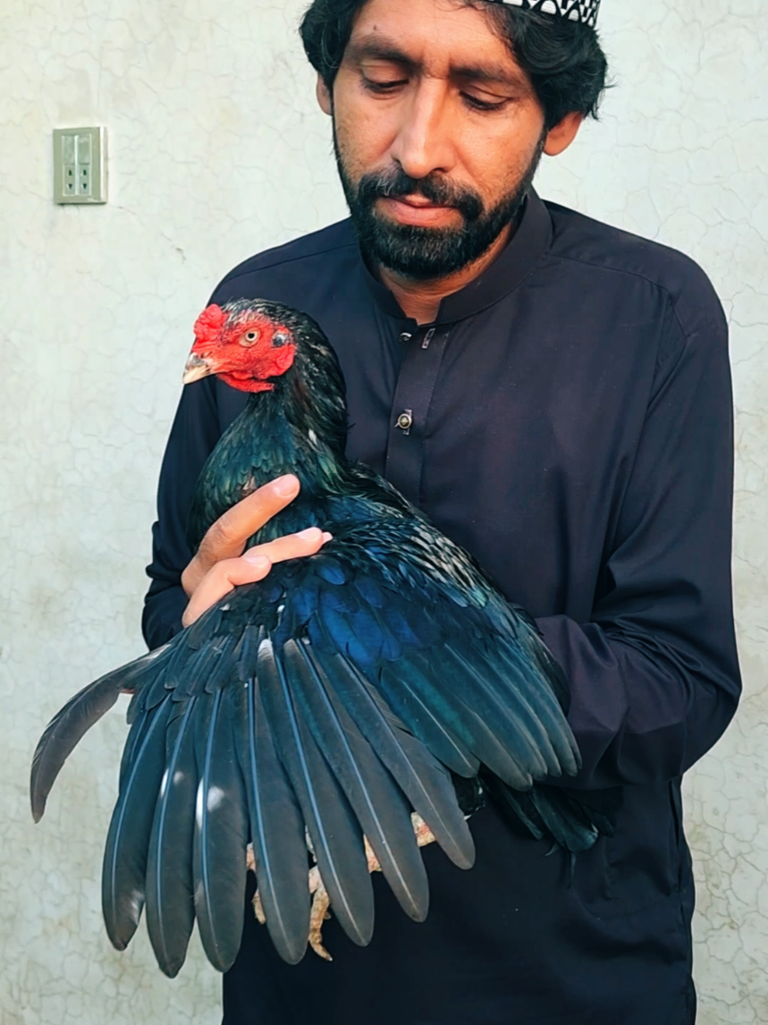 @Sajjad Aseel Farm