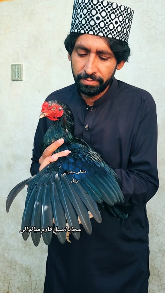 @Sajjad Aseel Farm