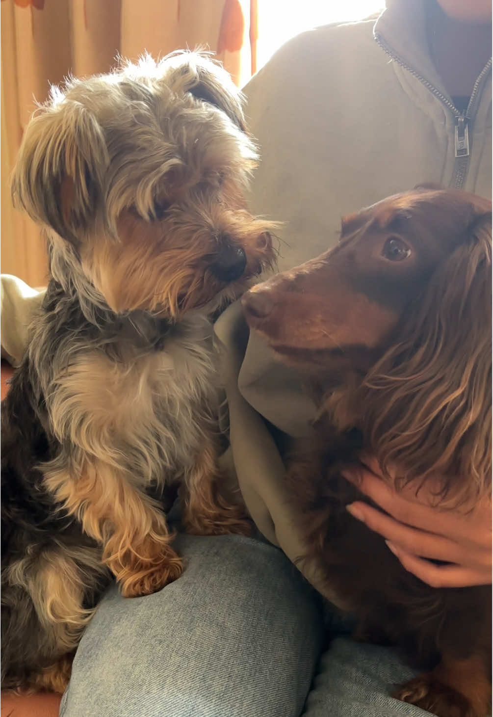 @Benjie the Yorkie