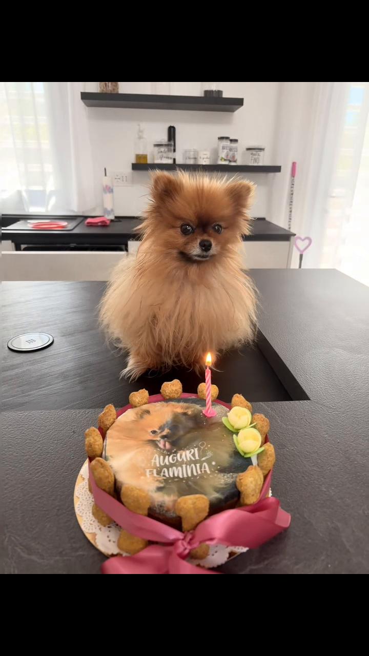@Flamy Pomerania