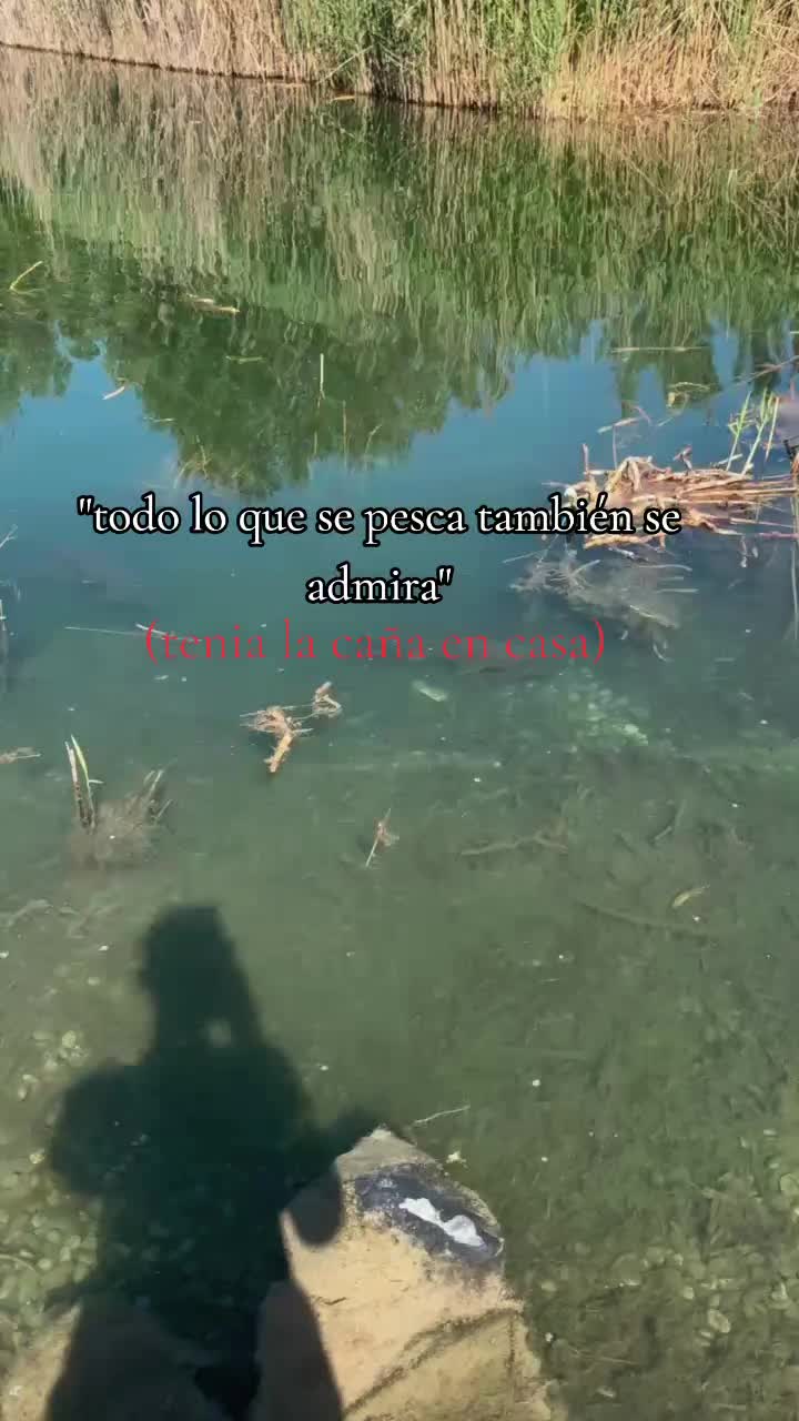 @siluros_delebro