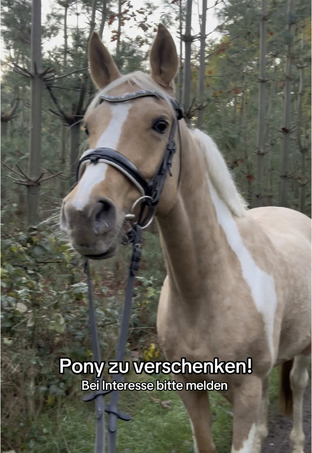 @fantaundich