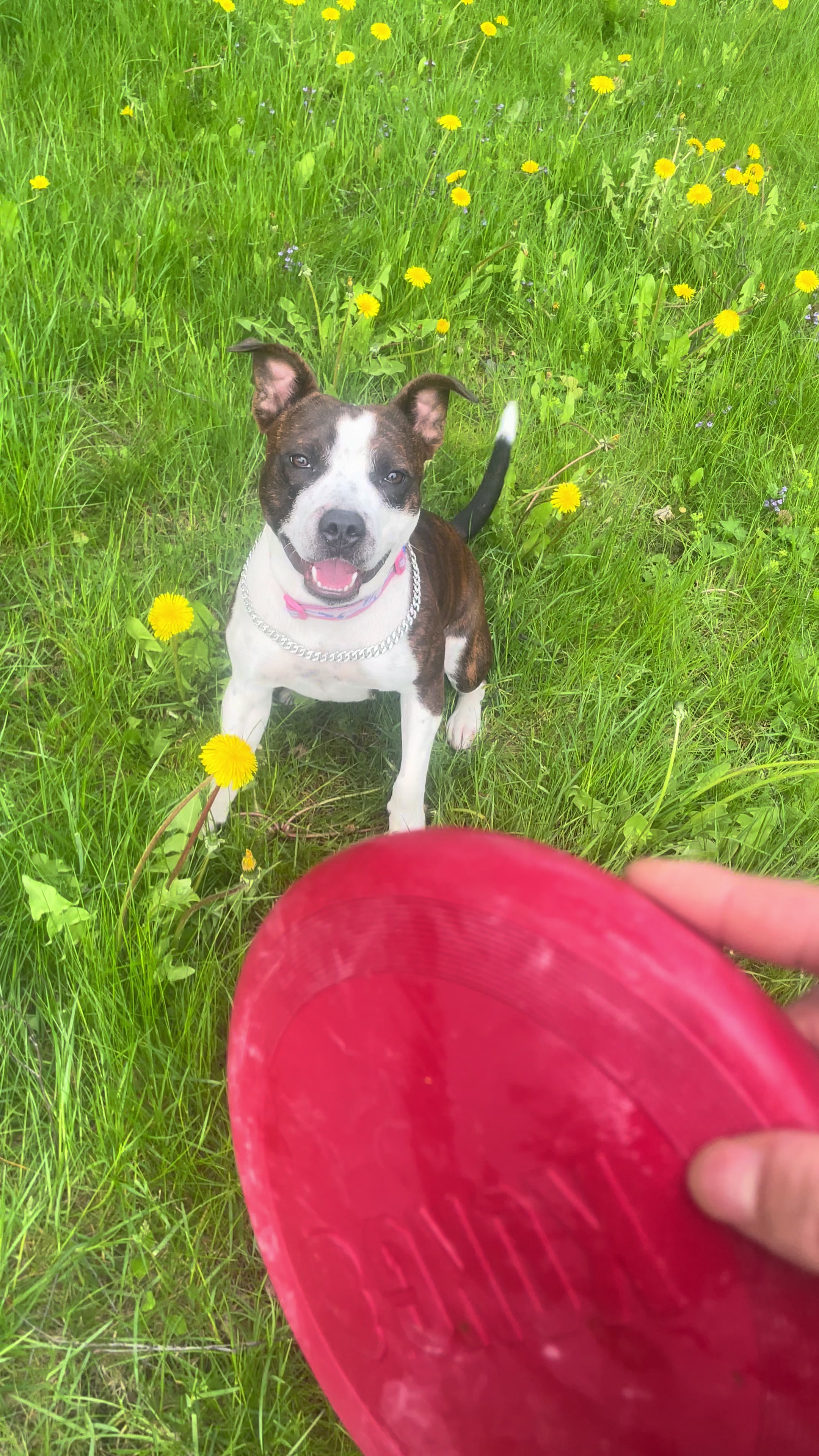@Britney.paws🐾✨