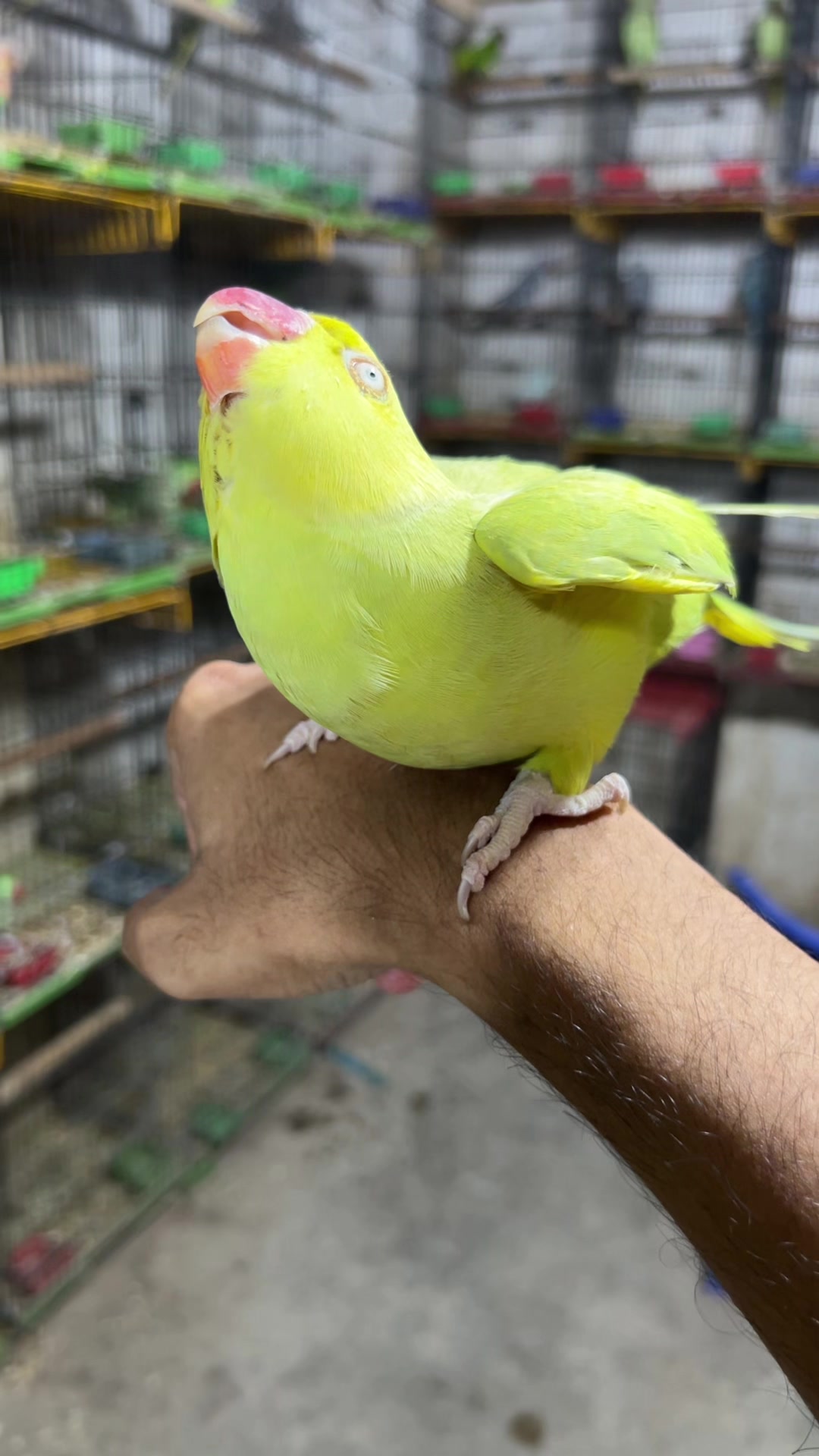 @Usama pet shop Karachi