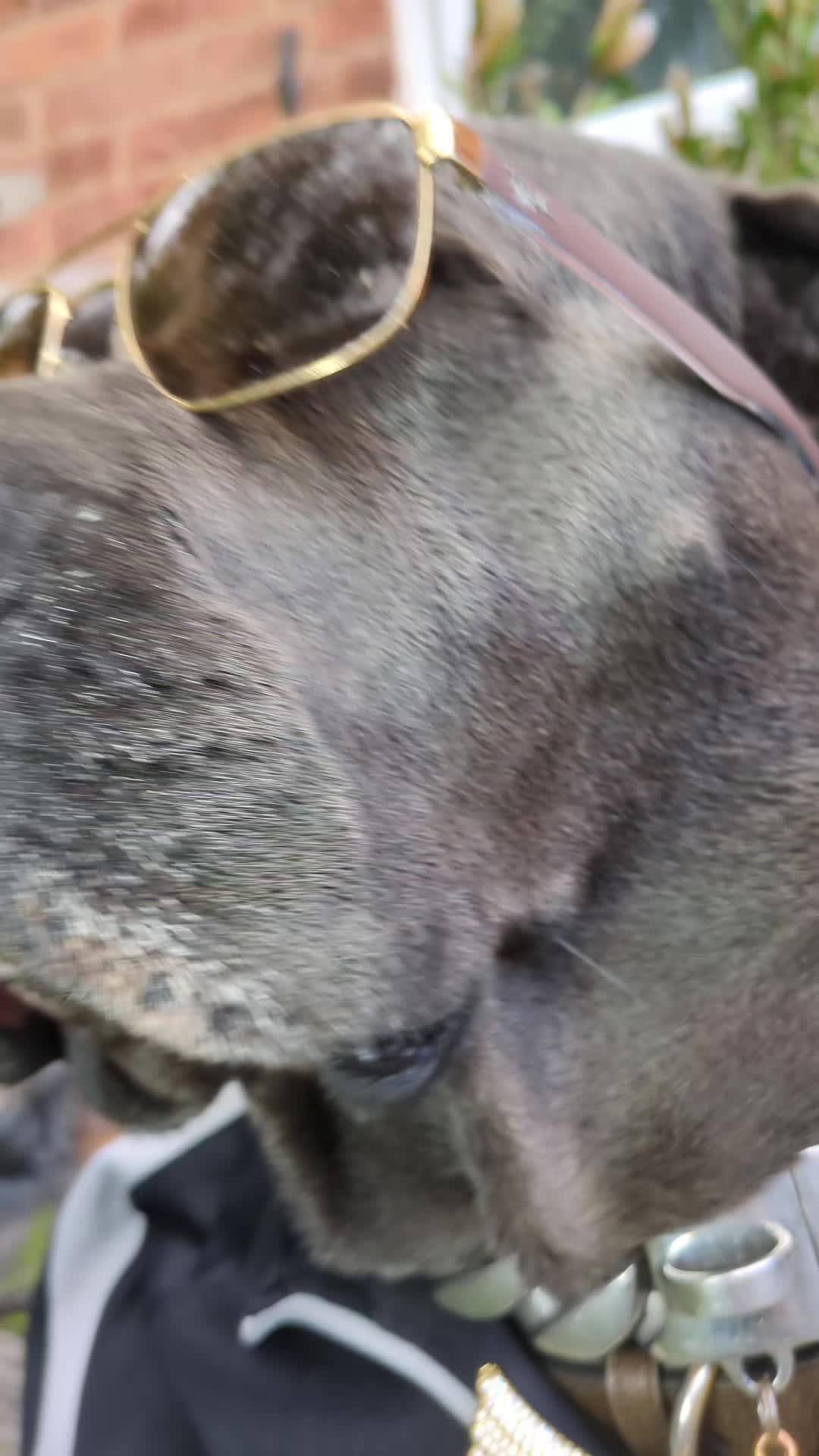 @mist_the_canecorso