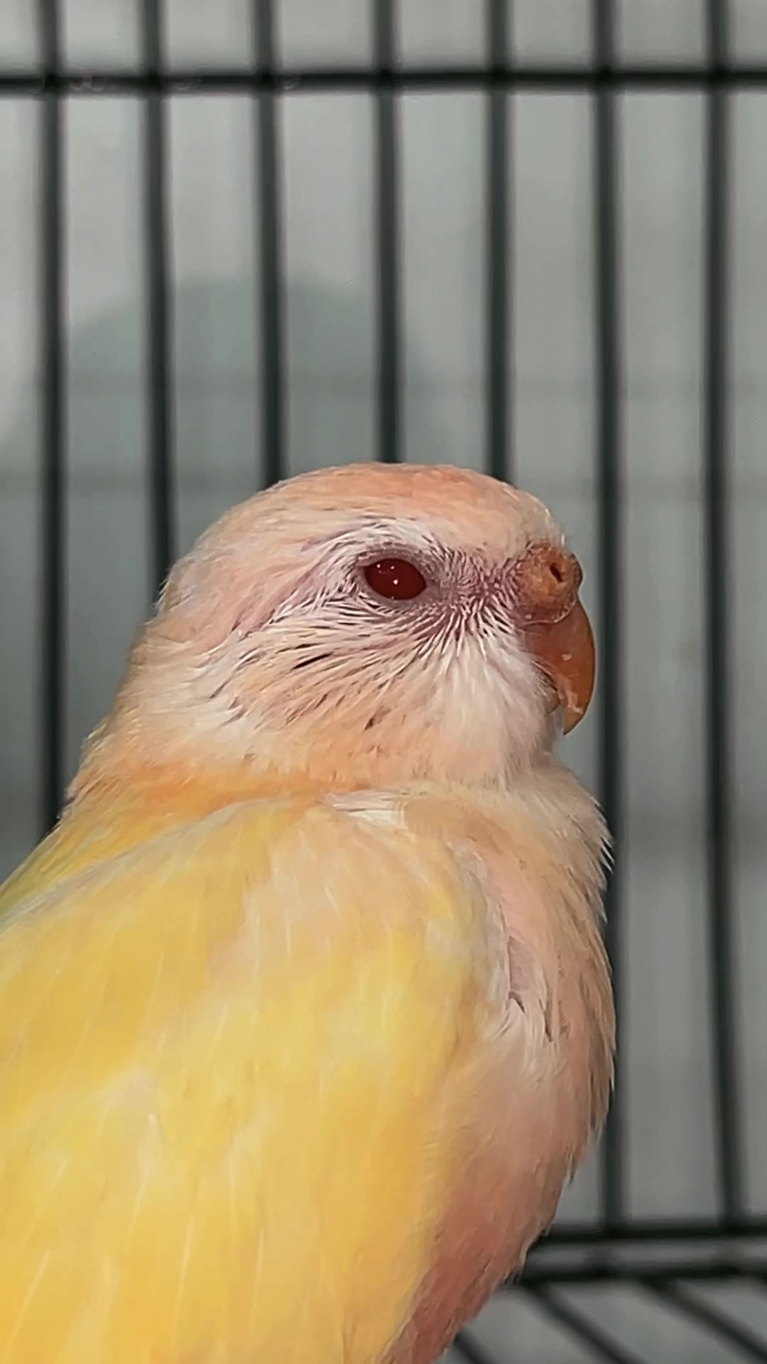@Zozi Aviary