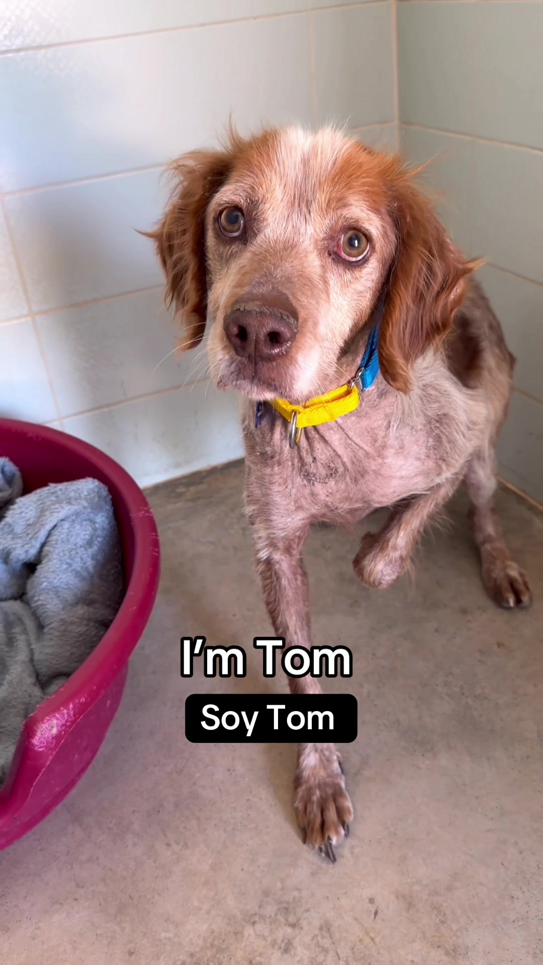 @Galgos del Sol