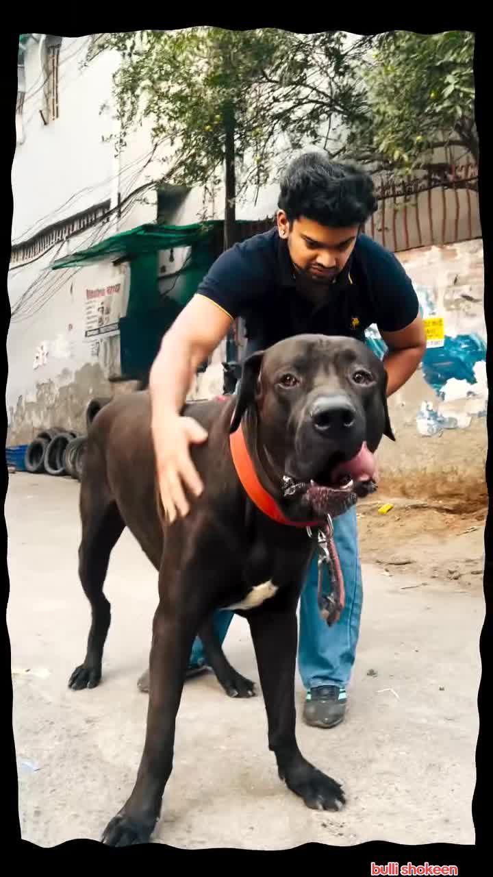 @bullishokeen2
