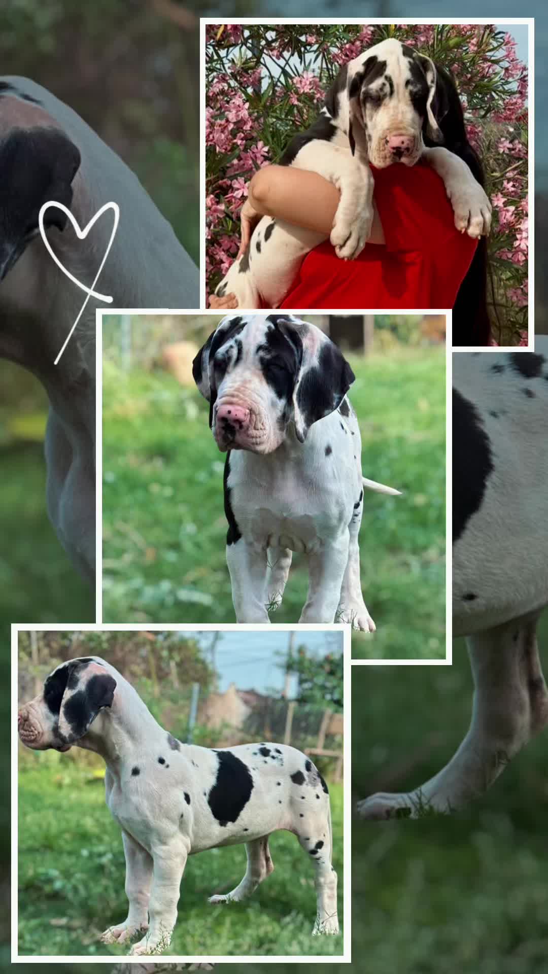 @Dеlмаdоg 🐾