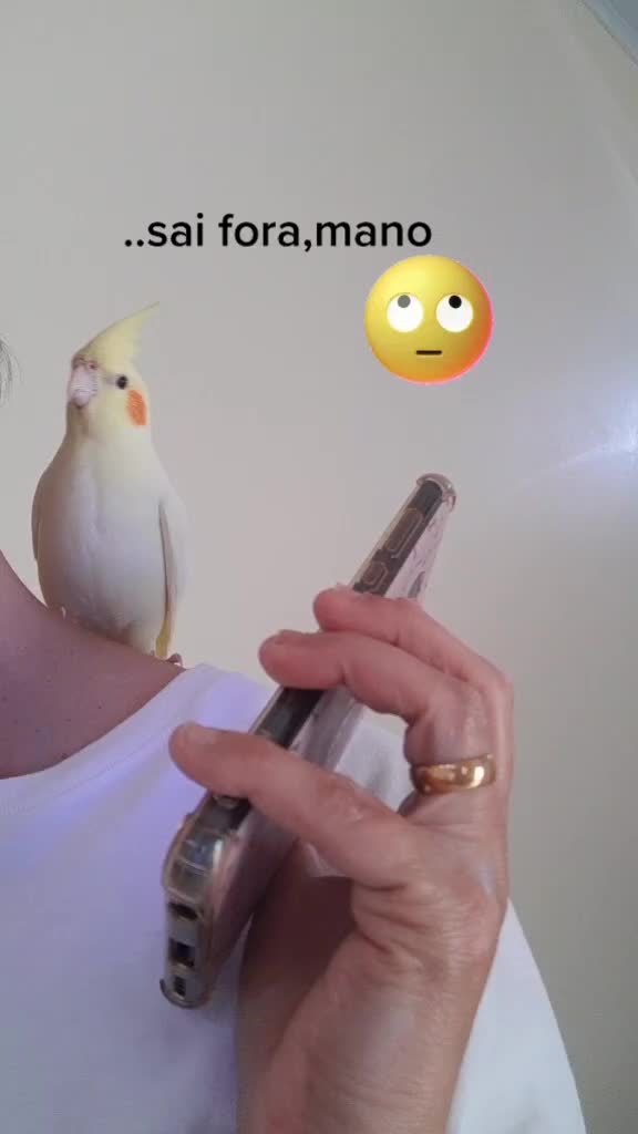 @NarutoCalopsita_Pets