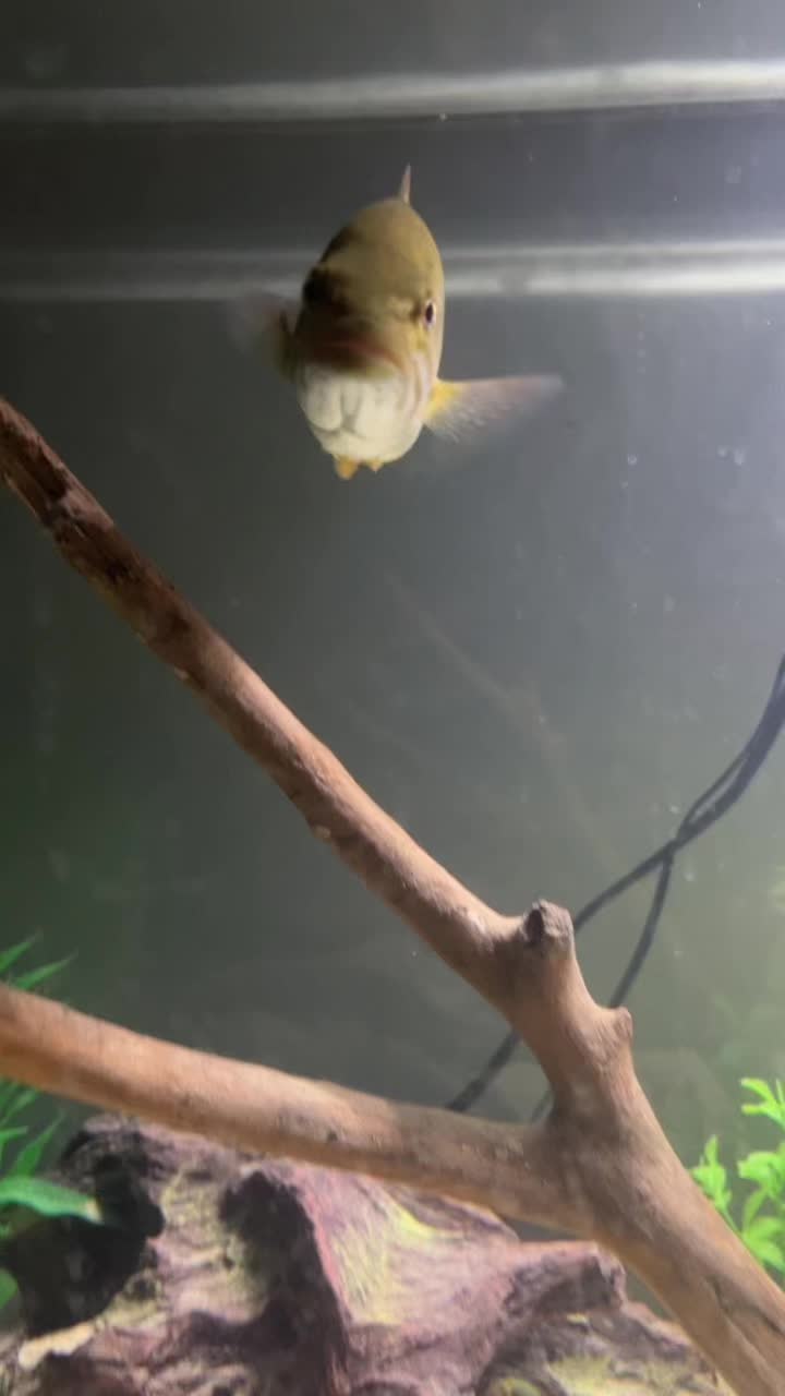 @Grub_the_bass