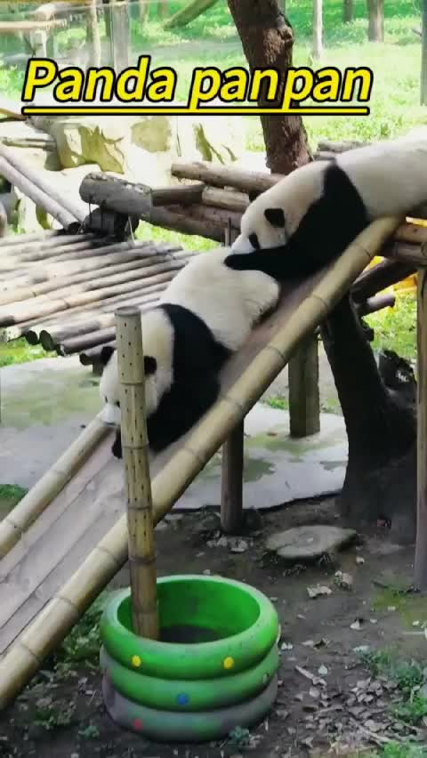 @Many pandas