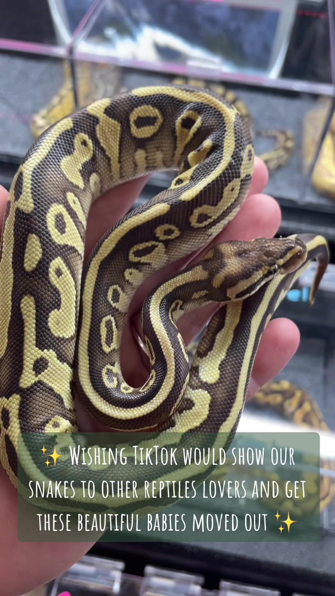 @KMReptiles