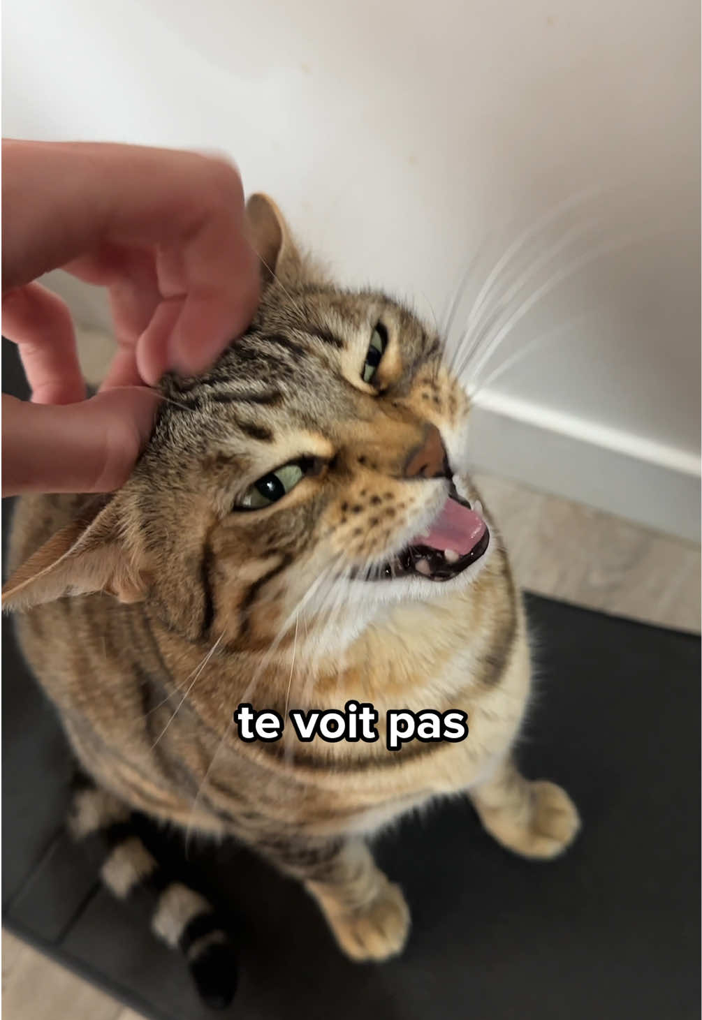 @Ricki the Bengal
