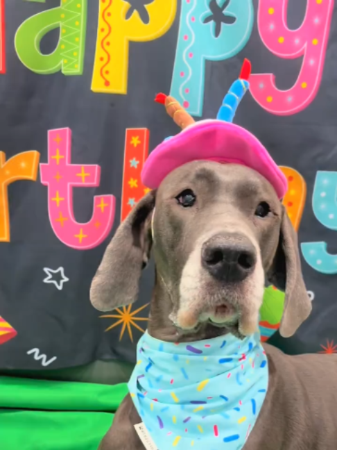 @Dogtopia