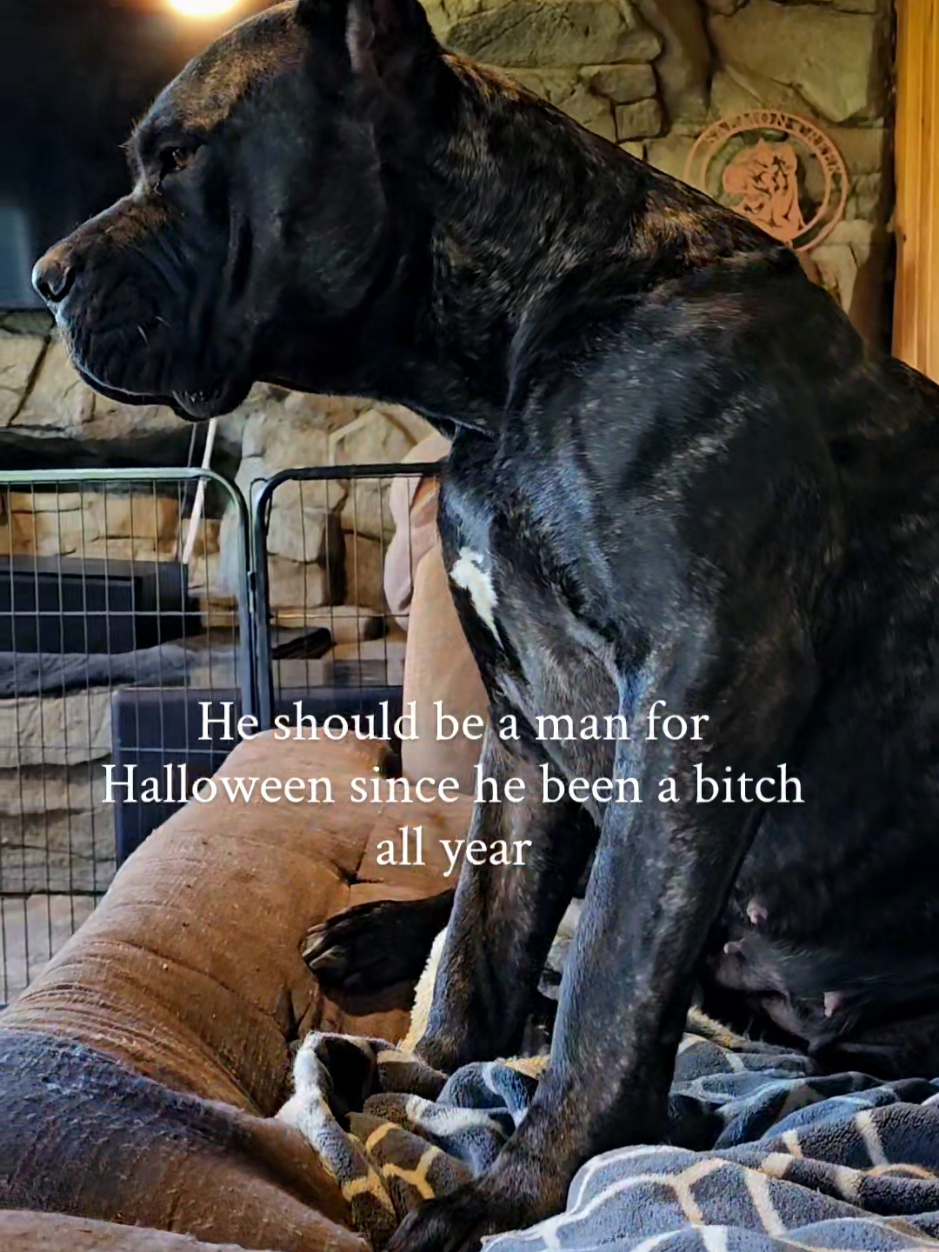@SalmonCreekCaneCorso