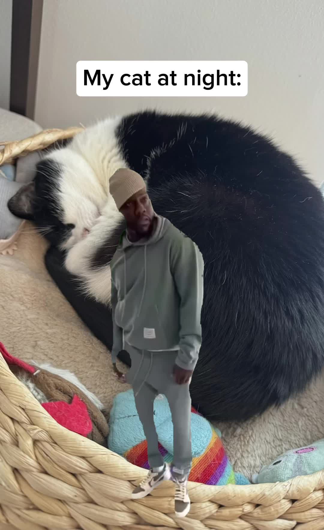 @Kobe the Kitty