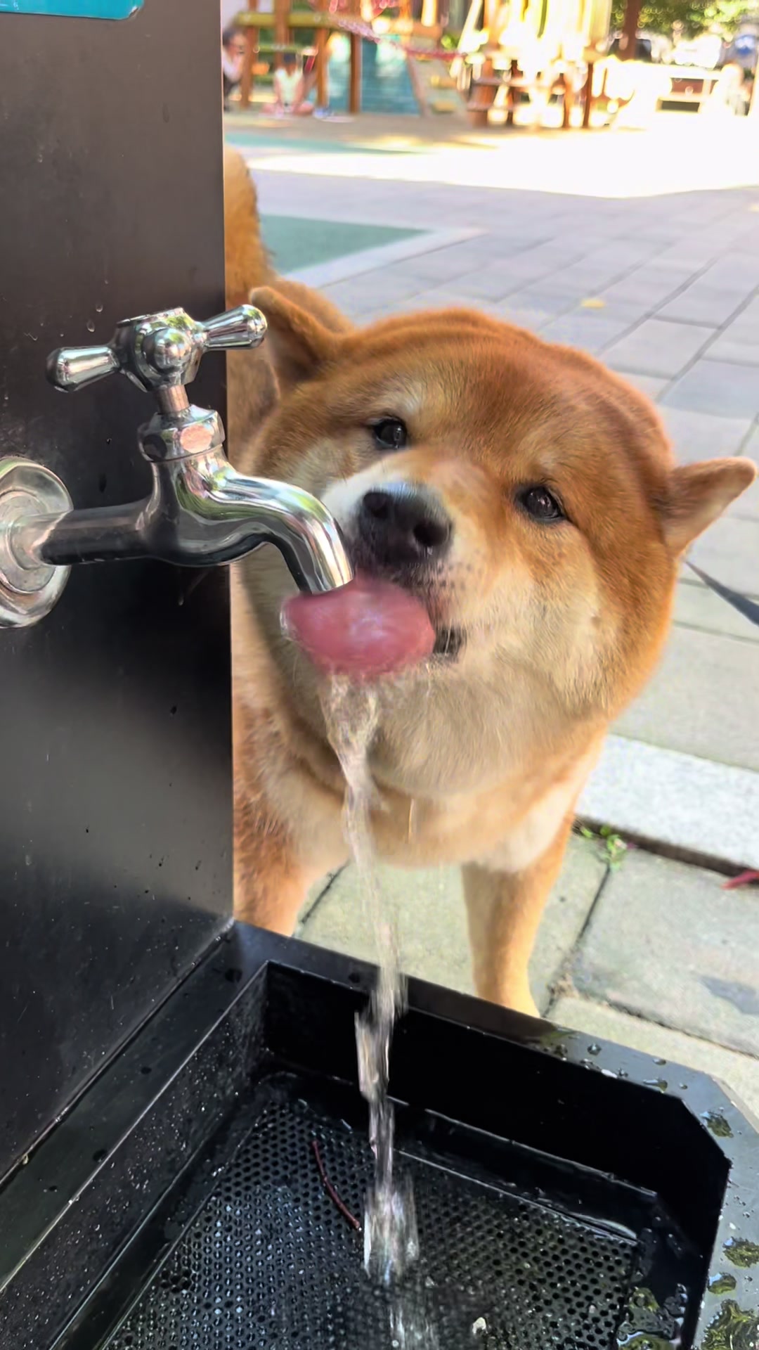 @틱톡하는시바🐕