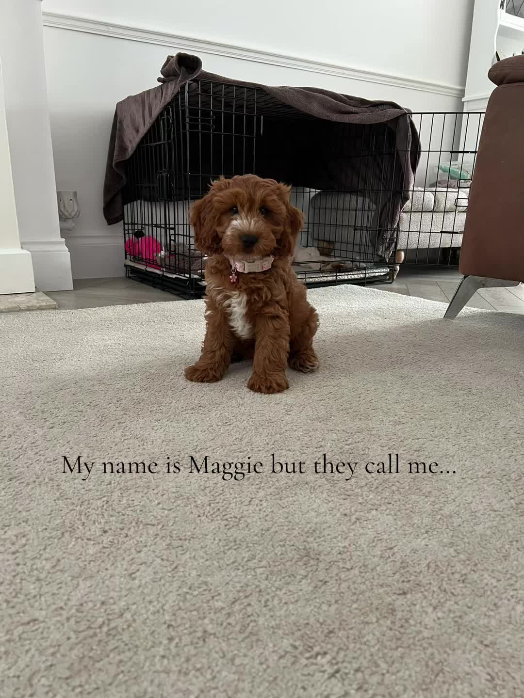 @maggiemoooo