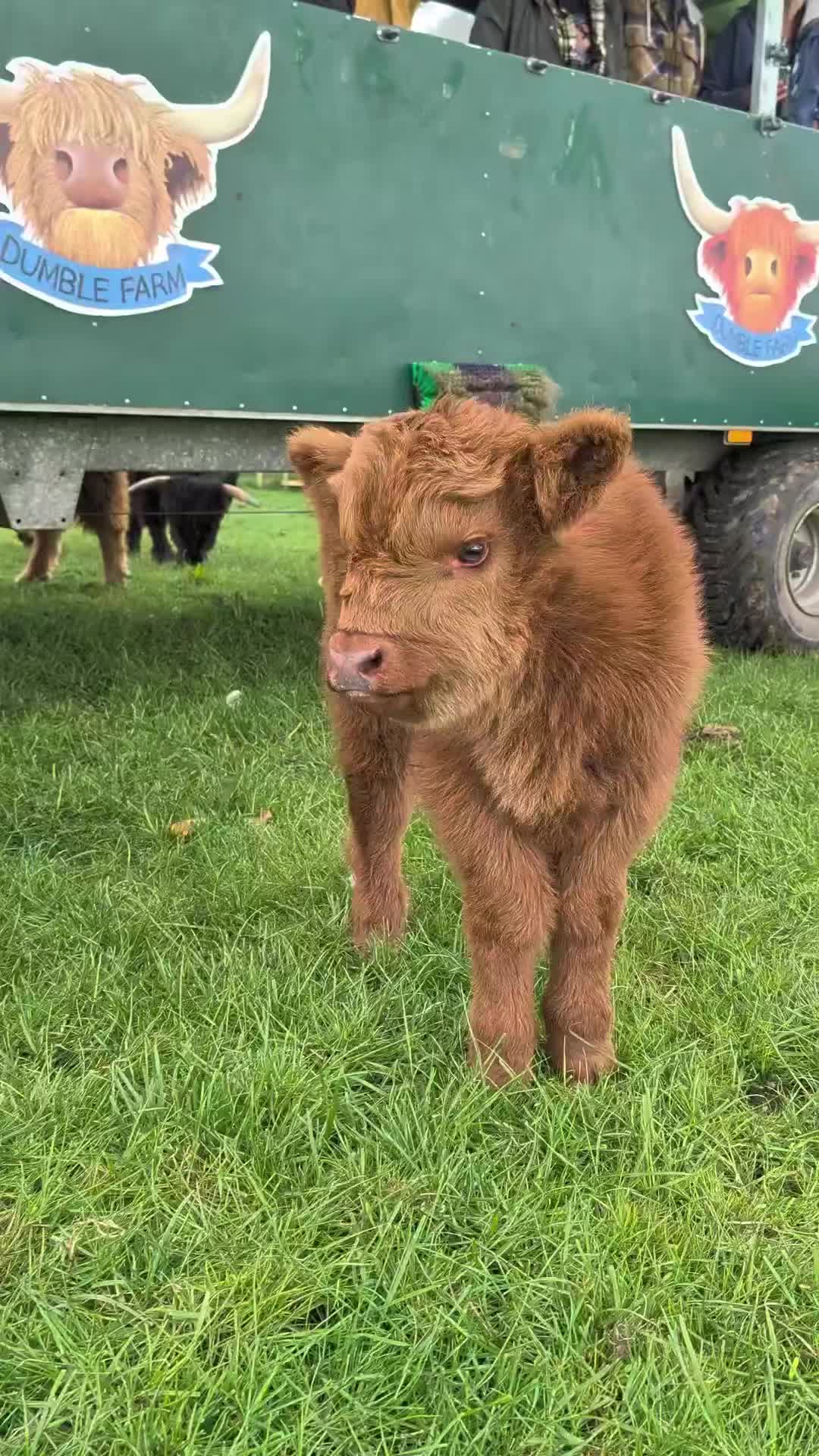 @Dumble Farm Highland Cows