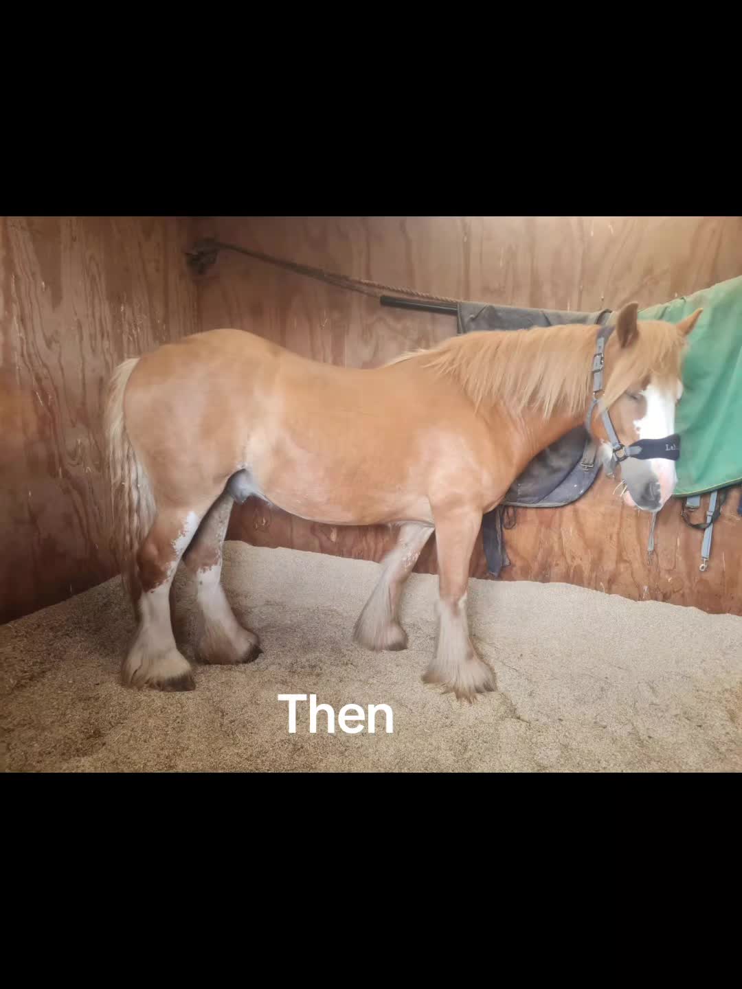 @KcPonyPals
