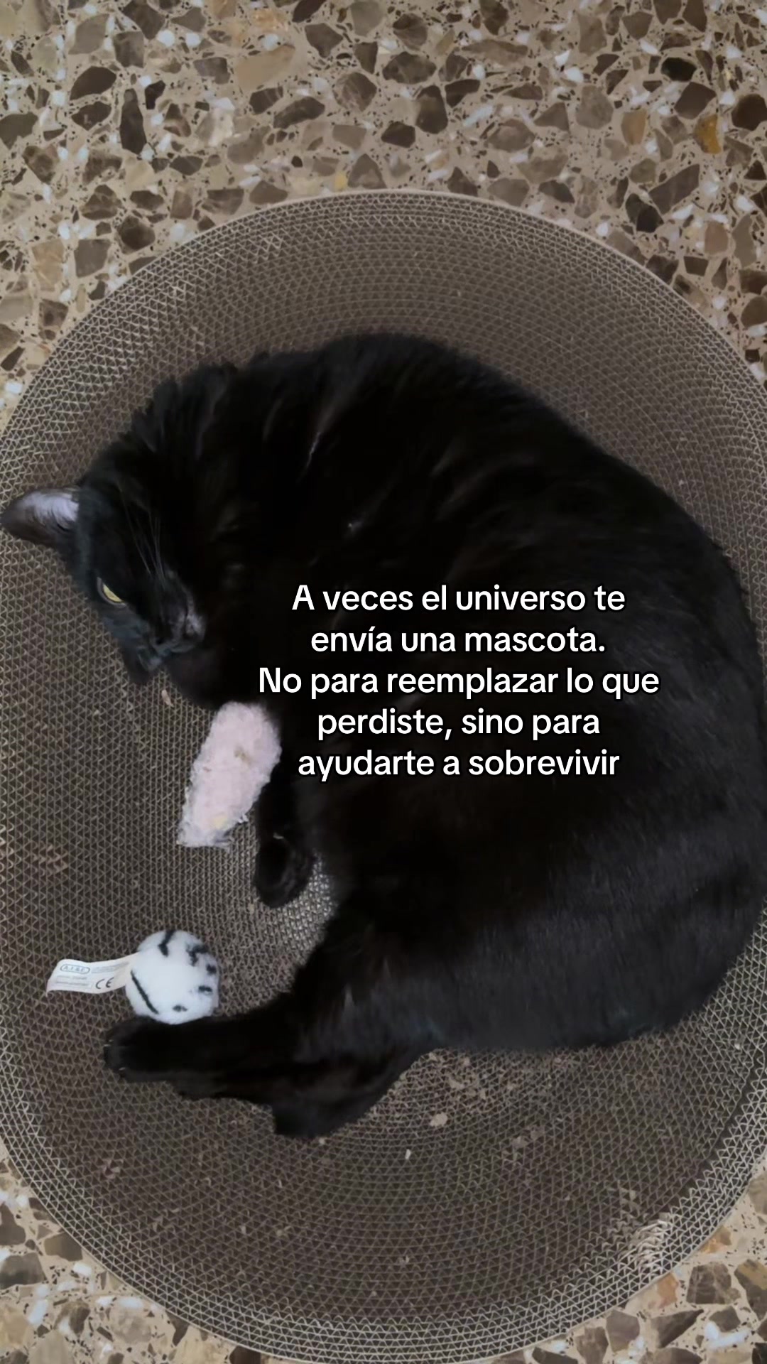 @BlackCatsMatter