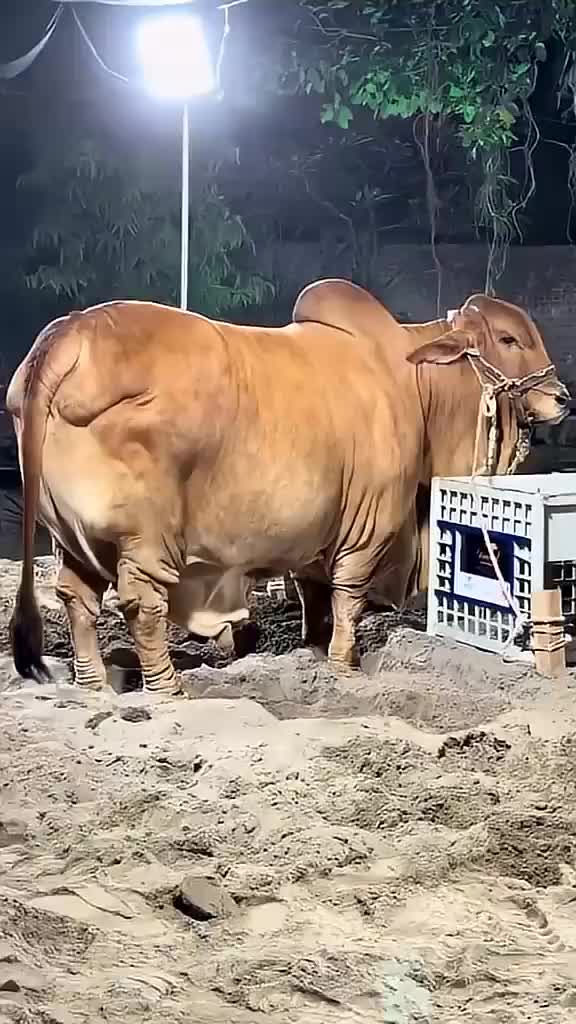 @Karachi Bull lovers