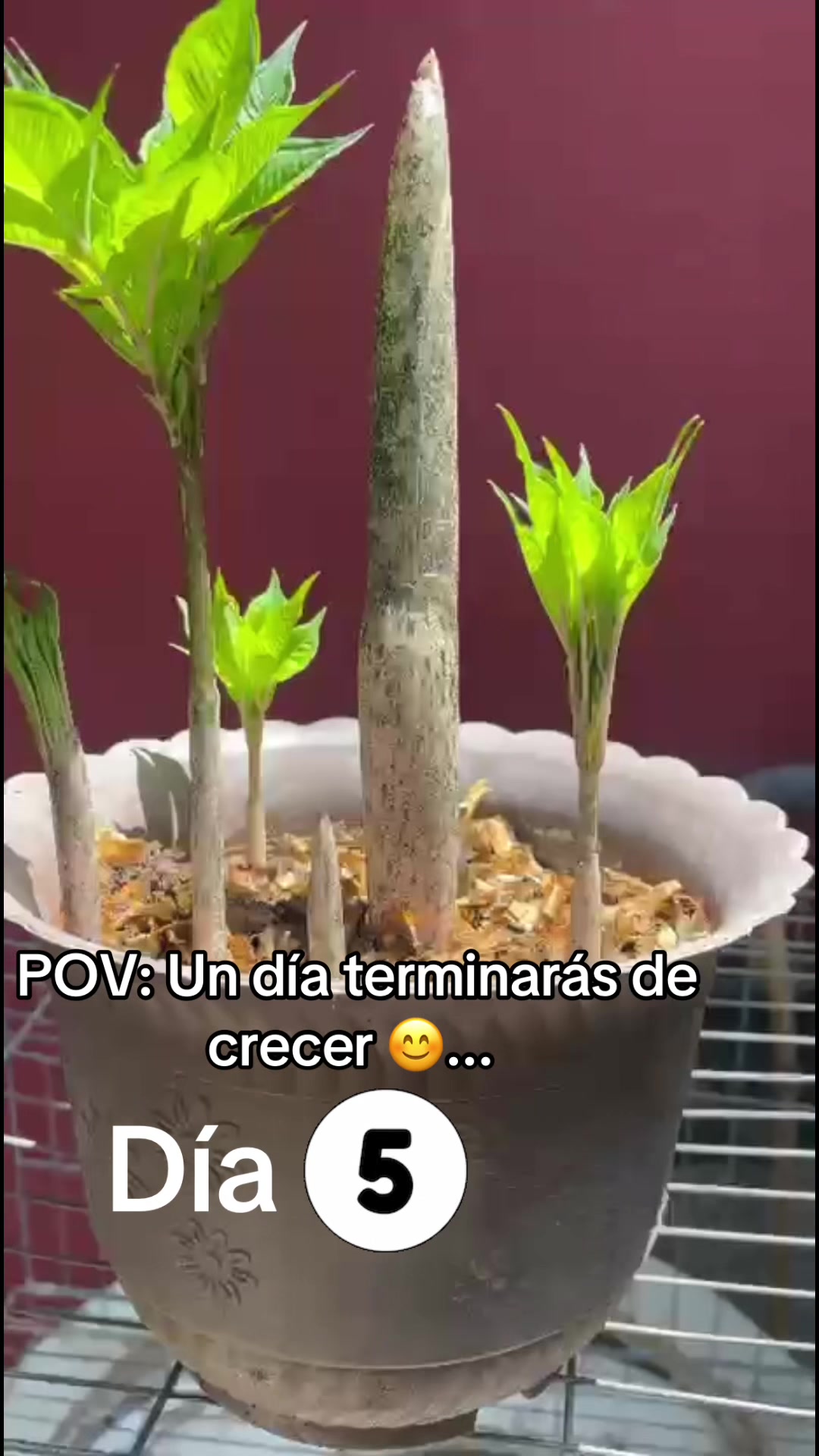 @Chely Glez