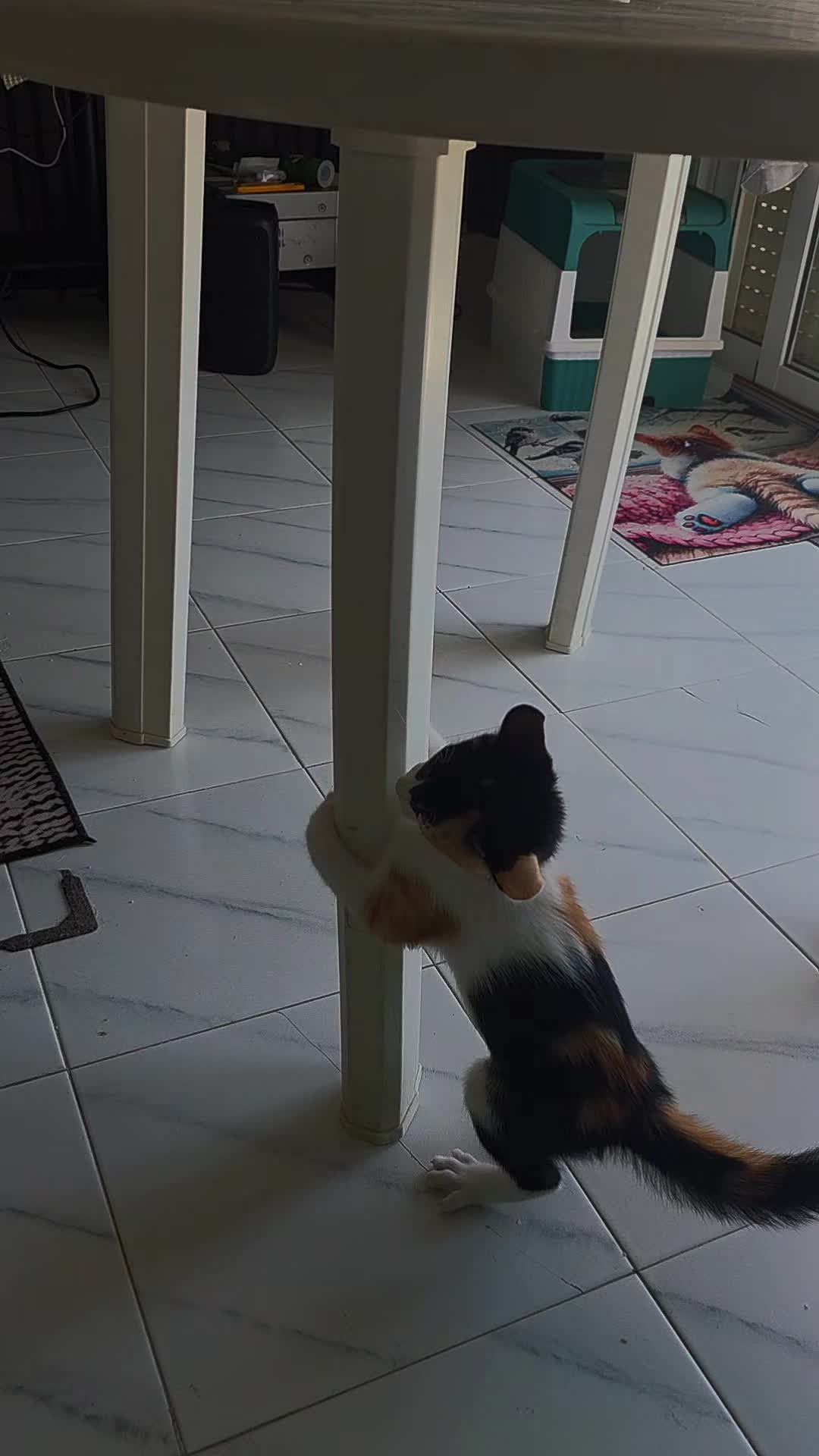 @CarmelitaLaMasBonita💕⚘️🐕