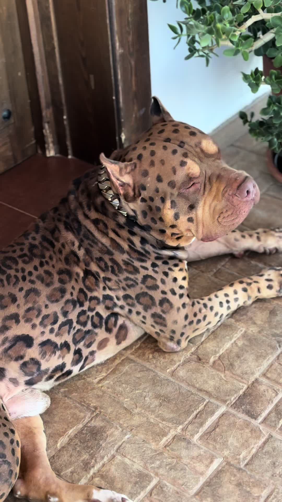 @deanthedogman1