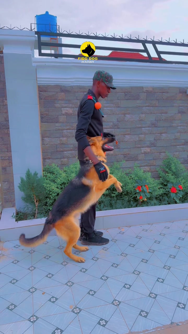 @Dog Master