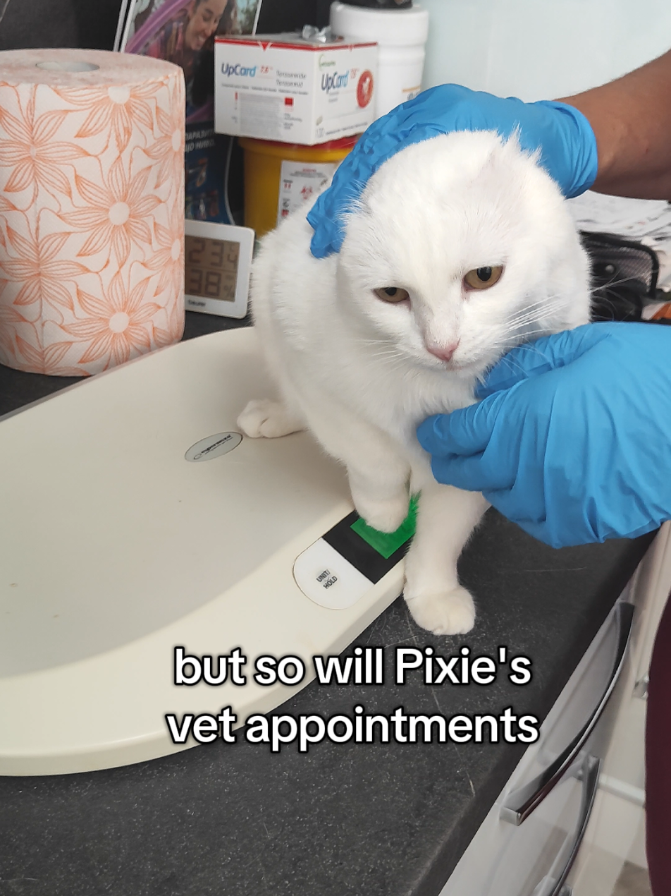 @Fluffy and Pixie
