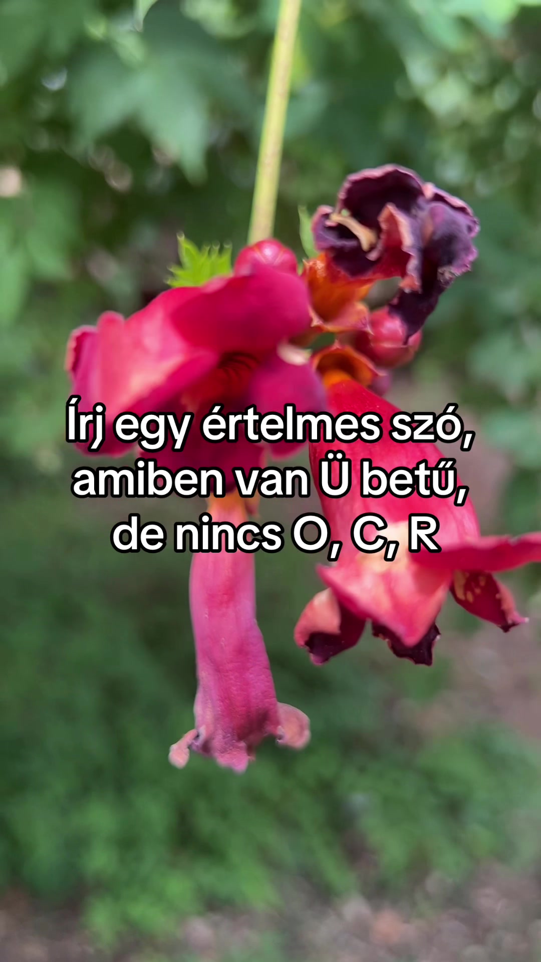 @Bizso, játssz velem naponta